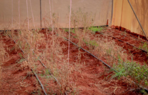 Climate Change and Agriculture in Balad-Hawo