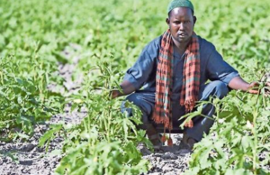 Sesame Farmer of the Year: Mohamed’s Story