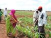 Agribusiness Opportunities and Economic Potential in Somalia