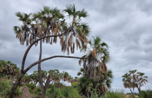 Geed Baar /Hyphaene Compressa