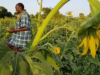 Creating opportunities and prosperity through sunflower cultivation in Somalia