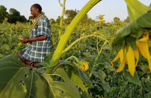 Creating opportunities and prosperity through sunflower cultivation in Somalia