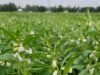 Sesame Production in Somalia