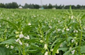 Sesame Production in Somalia