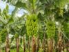 Enhancing Banana Production in Somalia: Sustainable Growth Strategies