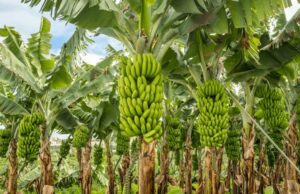 Enhancing Banana Production in Somalia: Sustainable Growth Strategies