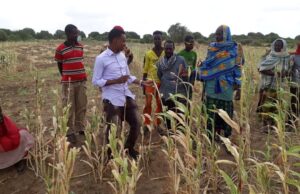 Sorghum Production in Somalia Sorghum Production in Somalia