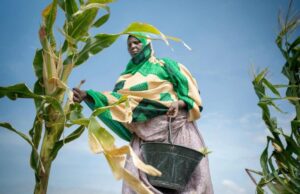 Maize Production in Somalia