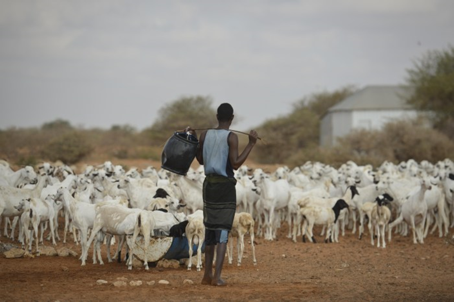 Goat production in Somalia showcasing local farming practices and livestock.