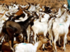 An Overview of Goat in Somalia