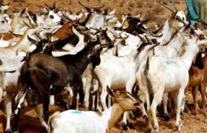 An Overview of Goat in Somalia