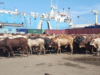 Cattle in Somalia: Breeds and Trends