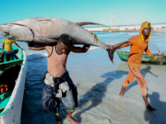 An Overview of the Fishing Sector in Somalia