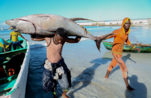 An Overview of the Fishing Sector in Somalia