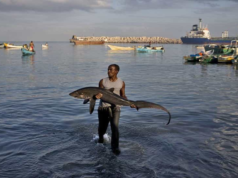 Fishing Sector’s Contribution to Somalia’s Economy