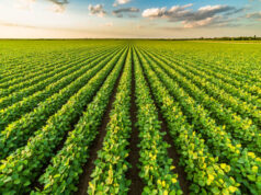 Report on Cereal Production in Jowhar