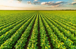 Report on Cereal Production in Jowhar