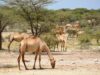 Camel in Somalia