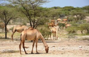 Camel in Somalia