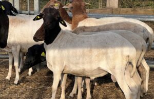 Sheep in Somalia Sheep in Somalia