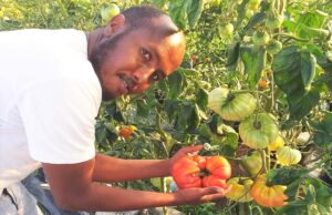 Record Tomato Production in Türkiye Sanei