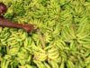 Why Somalia (the historic “banana country”) exports less than Ethiopia today