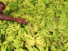 Why Somalia (the historic “banana country”) exports less than Ethiopia today