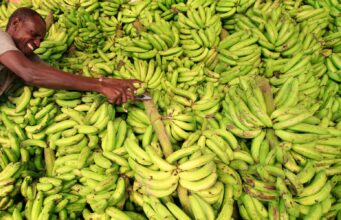 Why Somalia (the historic “banana country”) exports less than Ethiopia today