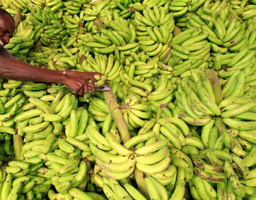 Why Somalia (the historic “banana country”) exports less than Ethiopia today