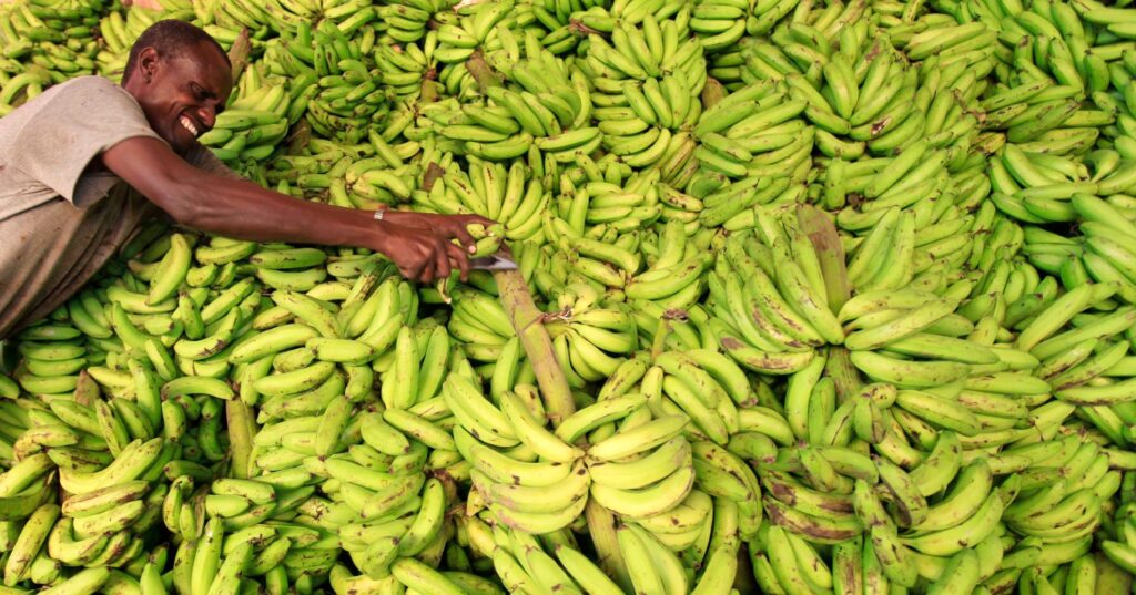 Enhancing Banana Production in Somalia: Sustainable Growth Strategies