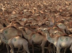 Camel Exportation in Somalia and Its Contribution to the Economy: A Comparison Before and After the Collapse