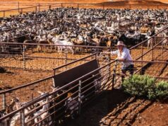 Goat Exportation’s Role in Somalia’s Economy