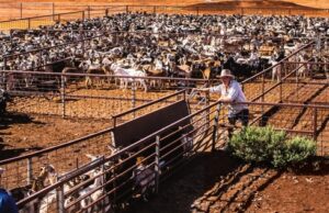 Goat Exportation’s Role in Somalia’s Economy