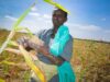 Sorghum Production in Somalia: Before and After Government Collapse