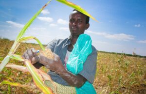 Sorghum Production in Somalia: Before and After Government Collapse