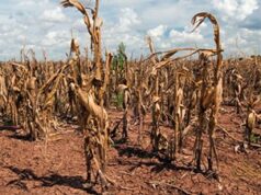 Somalia Faces Hunger Amid La Niña Drought The Impact of Drought on Food Security in Somalia: A Comprehensive Review