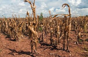 The Impact of Drought on Food Security in Somalia: A Comprehensive Review The Impact of Drought on Food Security in Somalia: A Comprehensive Review