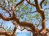 Jinow Tree in Somalia/Geedka Jinow