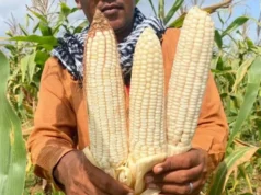 Maize Production in Somalia: A Comparative Analysis of Pre- and Post-Government Collapse Eras