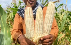 Maize Production in Somalia: A Comparative Analysis of Pre- and Post-Government Collapse Eras