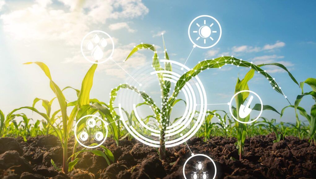 Evaluation Report on Agricultural Support Policy in Somalia