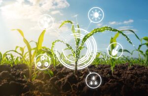 Agricultural Development Projects in Somalia Evaluation Report on Agricultural Support Policy in Somalia