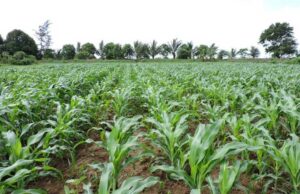 Report on Cereal Crop Prices in Kismayo