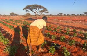 Transforming Agriculture in Kaah Village, Guriel, Galmudug State Transforming Agriculture in Kaah Village, Guriel, Galmudug State