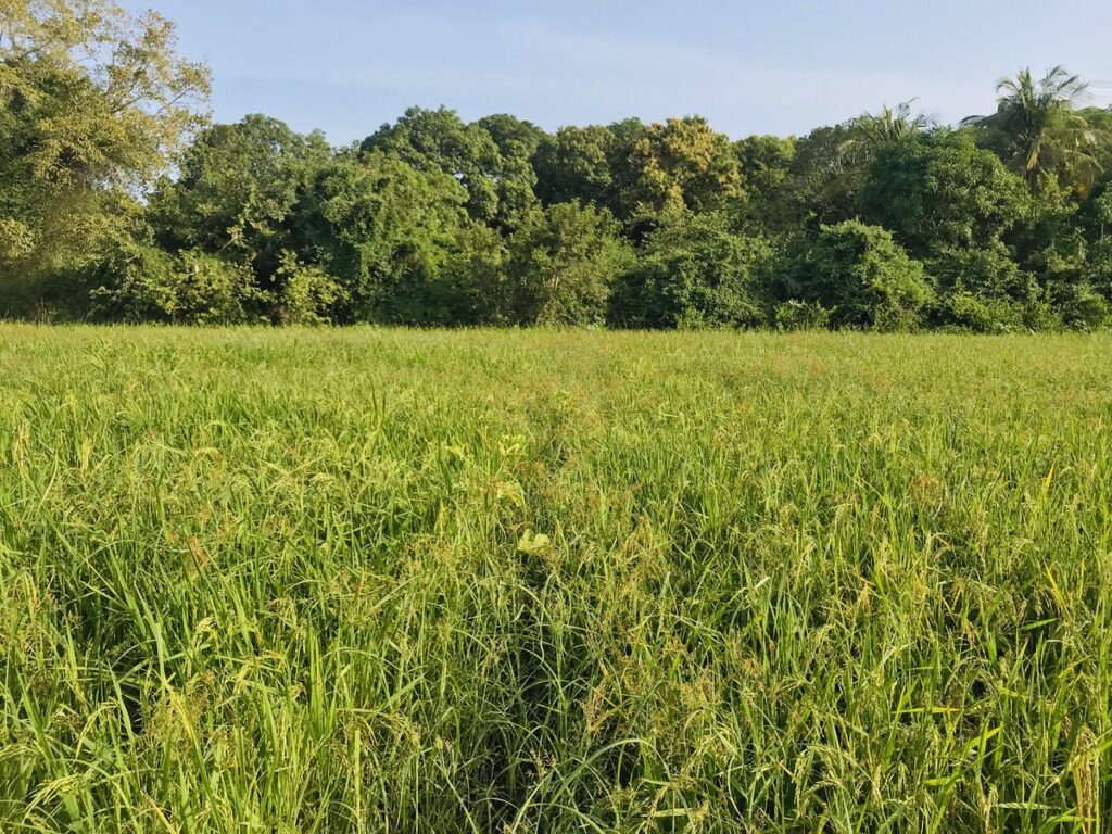 The History of Somalia’s Locally Grown Rice