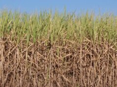 Sustainable Sugarcane Production in Somalia: Current Practices and Future Prospects Sugarcane Production in Somalia