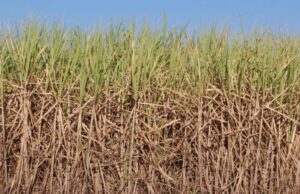 Sustainable Sugarcane Production in Somalia: Current Practices and Future Prospects Sugarcane Production in Somalia