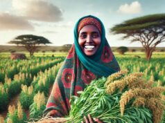 Improvements of Sesame Production: Marketing and its Export Trends in Somalia Improvements of Sesame Production: Marketing and its Export Trends in Somalia