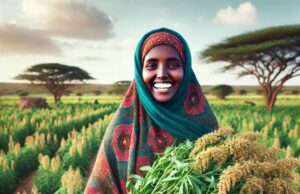 Improvements of Sesame Production: Marketing and its Export Trends in Somalia Improvements of Sesame Production: Marketing and its Export Trends in Somalia