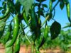 Green Chili Success in Galdogob, Mudug